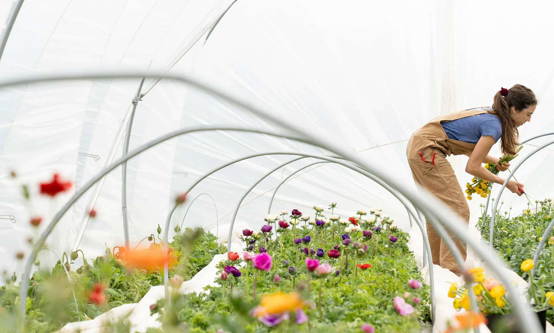Une maraîchère cueille des renoncules et anémones sous une serre-tunnel, un bouquet jaune à la main