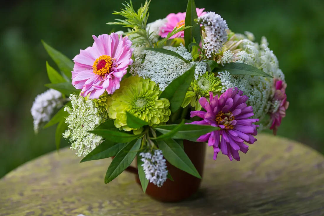 Le zinnia en pot